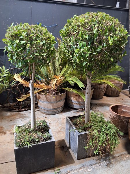 Lot 460 - TOPIARY