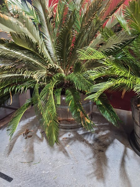 Lot 486 - CYCAD