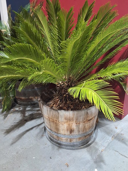Lot 487 - CYCAD