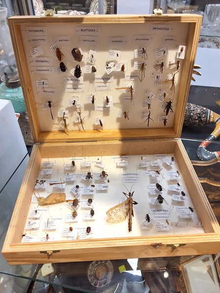 Lot 1152 - INSECT SPECIMENS