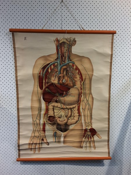 Lot 1091 - ANATOMICAL CHART