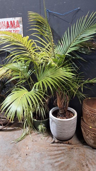 Lot 445 - PALMS