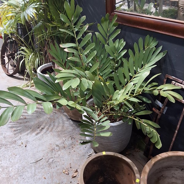 Lot 447 - CARDBOARD PALM