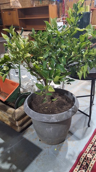 Lot 337 - WASHINGTON NAVEL ORANGE