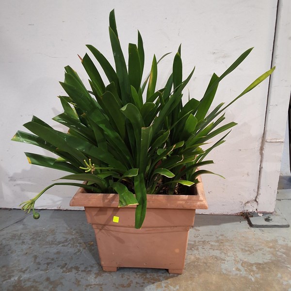 Lot 308 - POTTED GARDEN PLANT