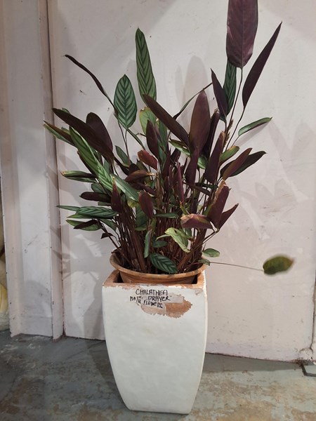 Lot 310 - POTTED GARDEN PLANT