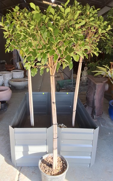 Lot 460 - PLANTS