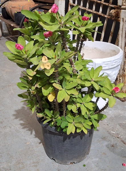 Lot 476 - CROWN OF THORNS