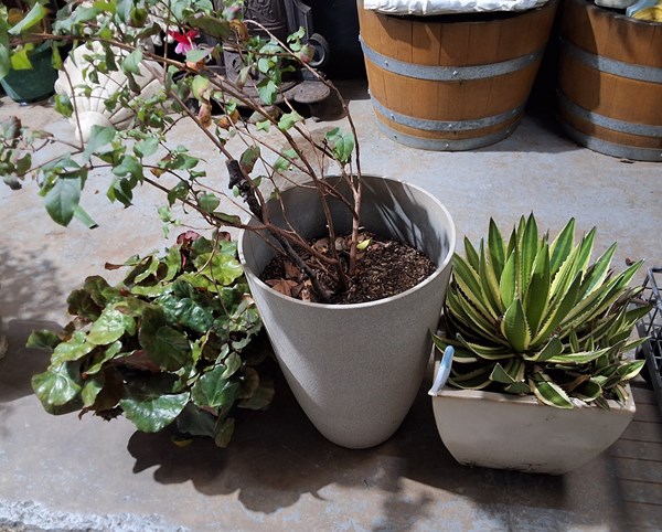 Lot 463 - PLANTS