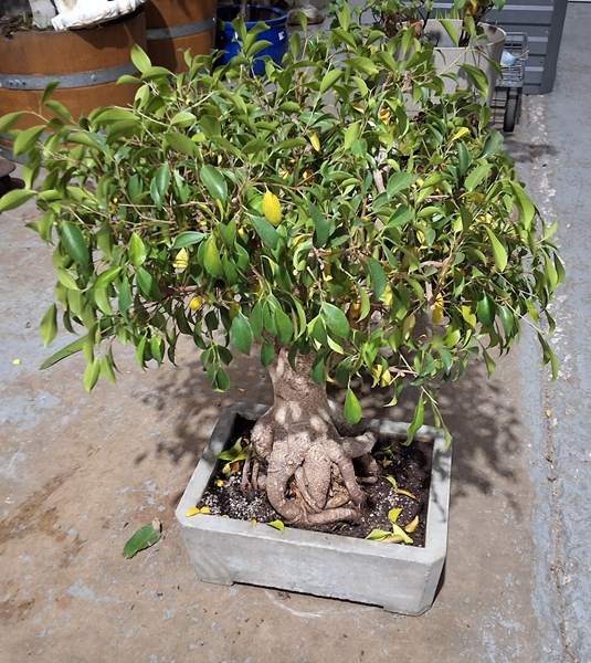 Lot 465 - BONSAI TREE