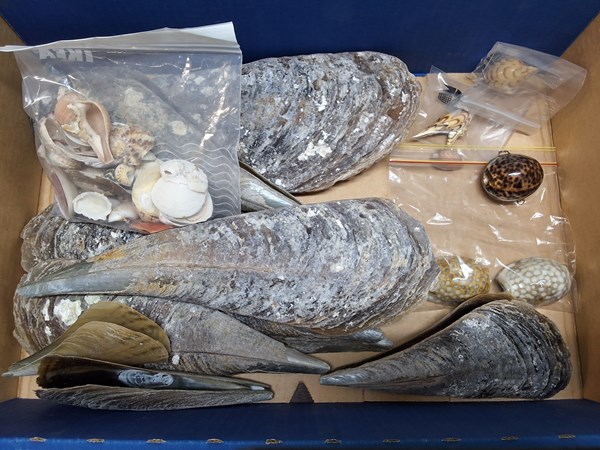 Lot 1315 - SHELLS