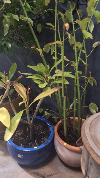 Lot 455 - POTTED PLANTS