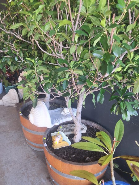 Lot 454 - FICUS