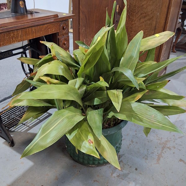 Lot 312 - ASPIDISTRA POT PLANT