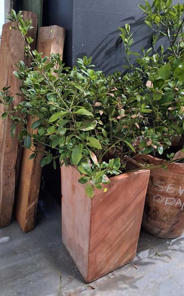 Lot 388 - POTTED VIBURNUM