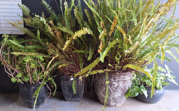 Lot 382 - POTTED PLANTS