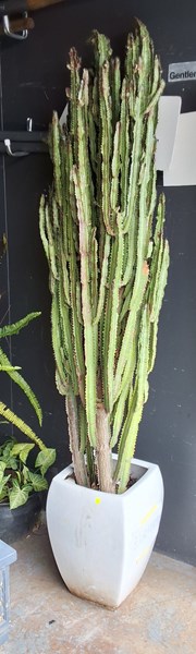 Lot 384 - MATURE EUPHORBIA