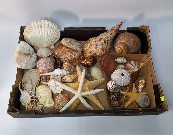 Lot 1231 - TIDEPOOL COLLECTION