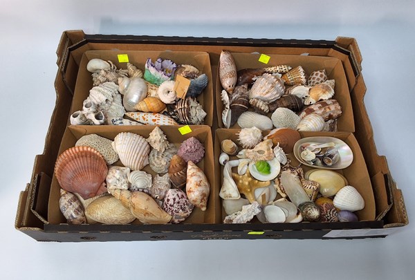 Lot 1242 - SEASHELLS