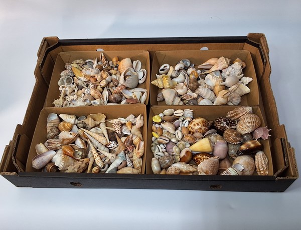 Lot 1381 - SHELLS SHELLS SHELLS!