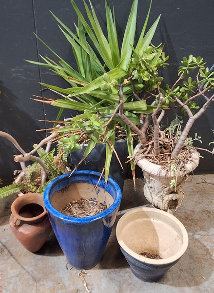 Lot 380 - GARDEN .LOT