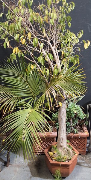 Lot 391 - POTTED PLANTS