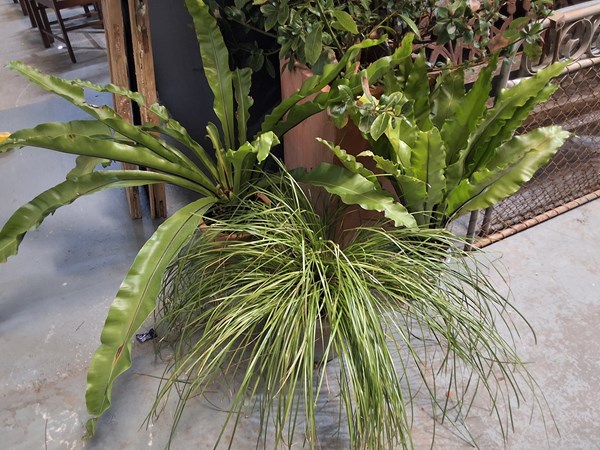 Lot 387 - POTTED PLANTS