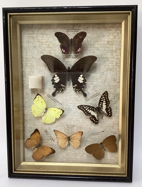 Lot 1523 - INSECT SPECIMENS