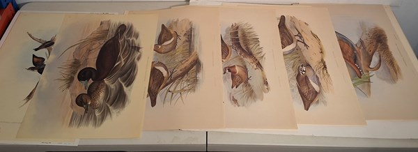 Lot 1449 - JOHN GOULD PRINTS