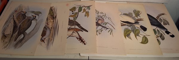 Lot 1445 - JOHN GOULDS PIGEONS