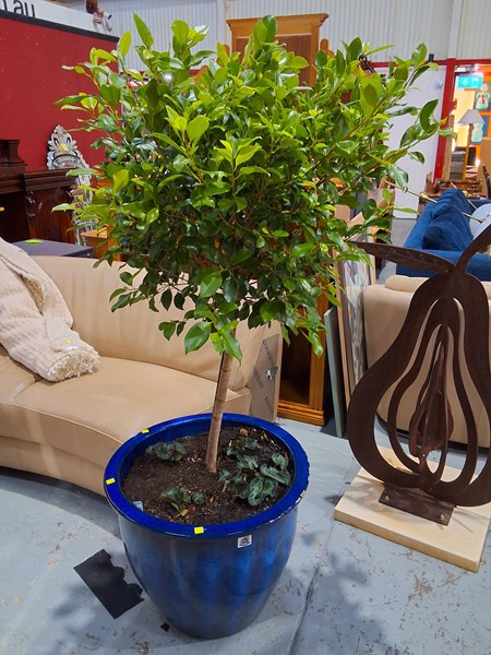 Lot 210 - FICUS