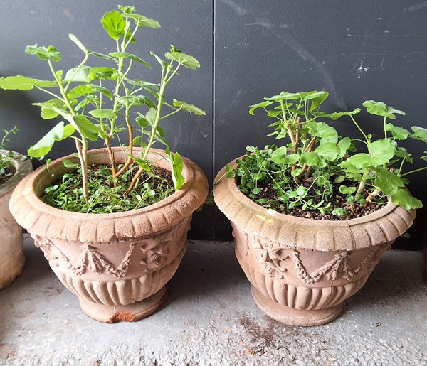 Lot 288 - POTTED GERANIUMS