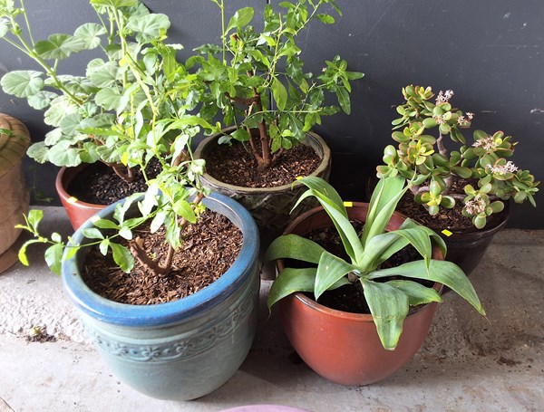 Lot 290 - POTTED PLANTS