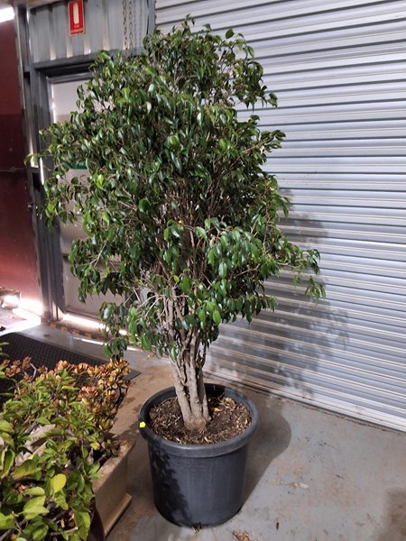 Lot 284 - FICUS