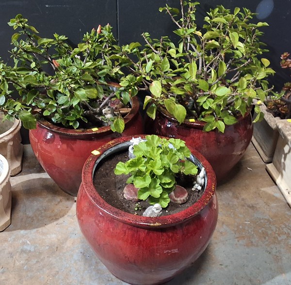 Lot 282 - GARDEN PLANTERS