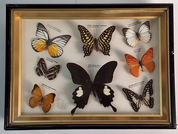 Lot 1054 - BUTTERFLIES