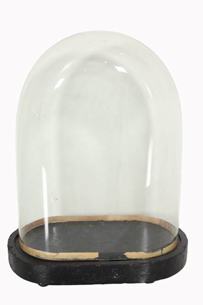 Lot 71 - GLASS DISPLAY DOME