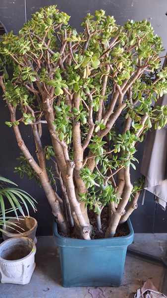 Lot 431 - JADE TREE