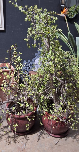 Lot 425 - POTTED SUCCULENTS