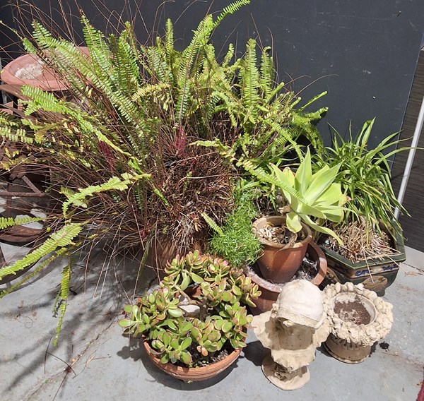 Lot 444 - GARDEN LOT