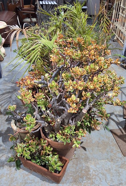 Lot 417 - PLANT LOT