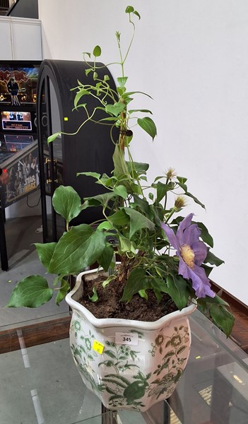 Lot 345 - POTTED PLANT