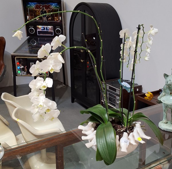 Lot 347 - POTTED PLANT