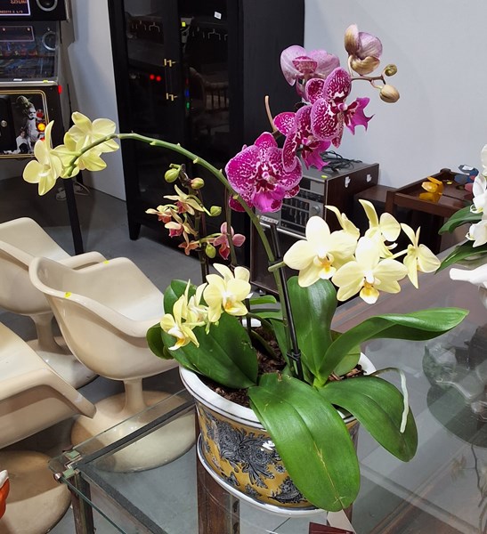 Lot 348 - POTTED PLANT