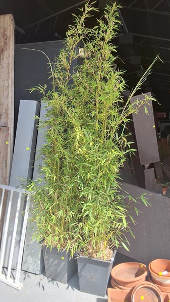 Lot 435 - BAMBOO