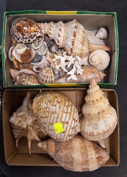 Lot 1351 - SEASHELLS