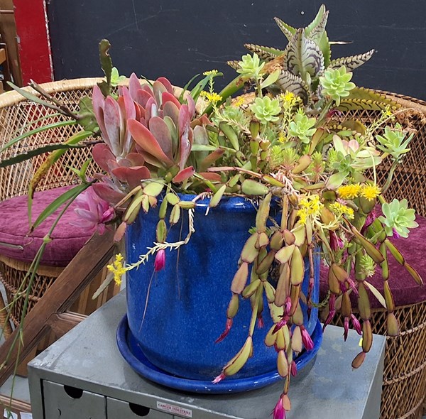Lot 116 - POTTED SUCCULENTS