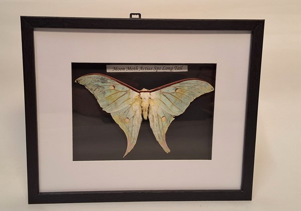 Lot 1109 - MOON MOTH