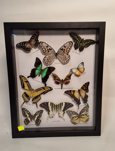 Lot 1113 - FRAMED BUTTERFLIES