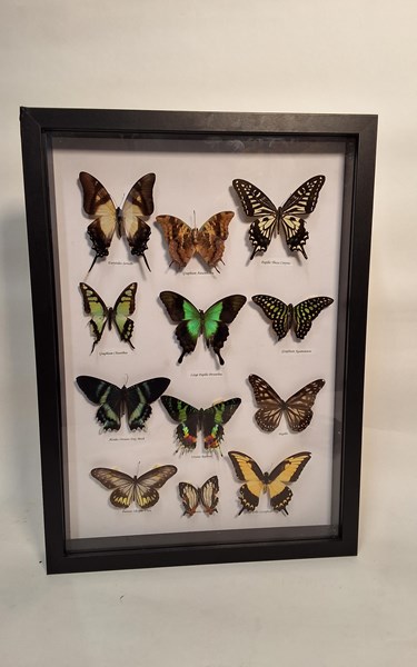 Lot 1112 - BUTTERFLY DISPLAY